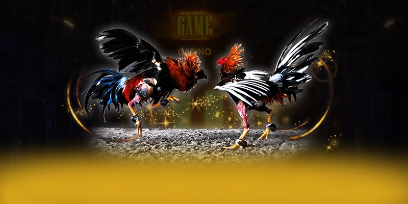 ĐÁ GÀ TRỰC TIẾP - Tổng kết hành trình phát triển từ trải nghiệm thực tế. ĐÁ GÀ TRỰC TIẾP - Tổng kết hành trình phát triển từ trải nghiệm thực tế.