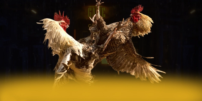 DAGA88 - Kết luận và đánh giá chung với góc nhìn khách quan.