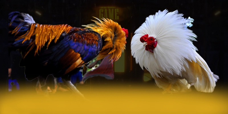 GA6789 - Thương hiệu game trực tuyến nhiều khuyến mãi siêu hot được người chơi tin tưởng – Khám phá chi tiết GA6789