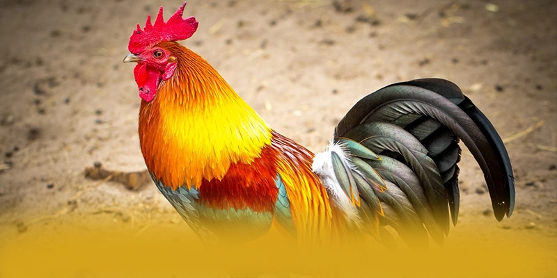 WIN79 – Cổng trò chơi đáng chơi nhất, được cộng đồng game thủ tin tưởng.