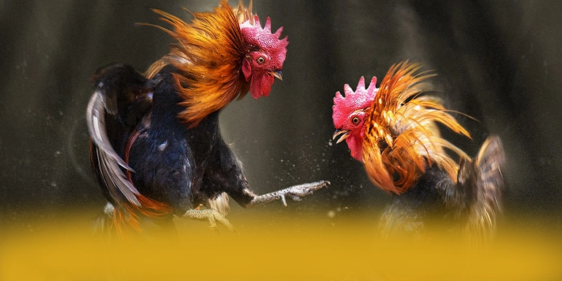 GO8 - Nền tảng cá cược đang được quan tâm hàng đầu đang làm mưa làm gió trên thị trường – Khám phá kho trò chơi của GO8