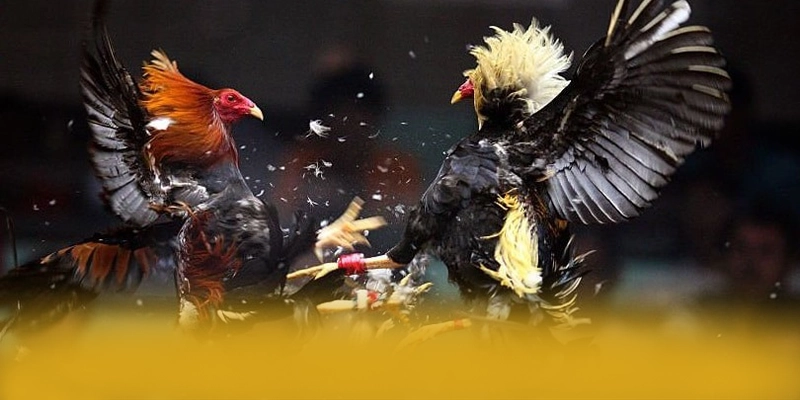 W88 - Nhà cái đang được quan tâm hàng đầu trên thị trường – Khám phá sản phẩm hấp dẫn của W88