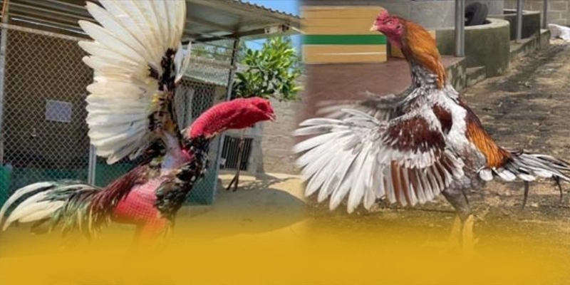 
Tìm hiểu conga6789 - Thương hiệu được nhiều người chơi lựa chọn được quan tâm
