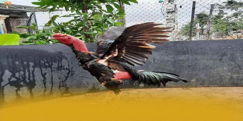 GA6789 - Nhà cái đáng tin cậy tại Việt Nam – Tìm hiểu thêm về GA6789