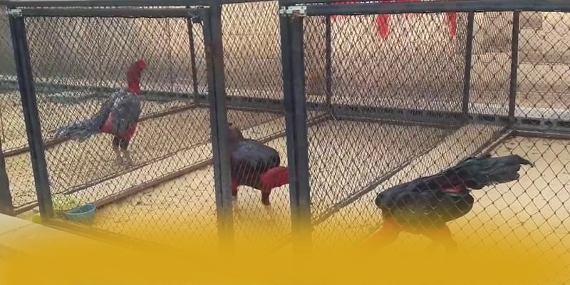 WIN79 - Lời khẳng định một cách tổng quan.