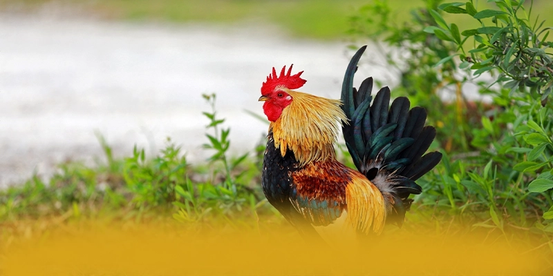 UU88 - Trang game tốc độ cao được yêu thích nhất UU88 - Trang game tốc độ cao được yêu thích nhất