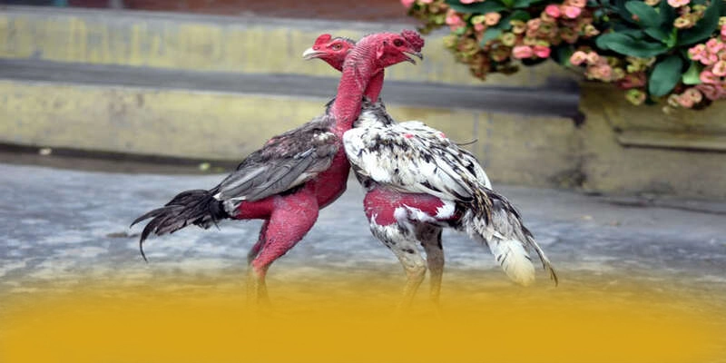 NK88 – Cổng trò chơi uy tín số 1, được người chơi yêu thích. NK88 – Cổng trò chơi uy tín số 1, được người chơi yêu thích.